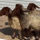 غنم نعيم صنف.