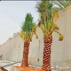 نخل مثمر نخيل نقايل جثايث اخلاص سكري برحي صقعي واشنطني مجدول