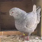 جوز حمام كنج اوبال