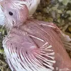 فرخ كروان الابينو بيع او بدل