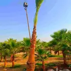 نخل واشنطني واشنطونيا نخل مثمر نقايل جثايث اخلاص سكري برحي ص