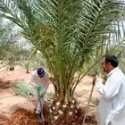 نخل للبيع نقايل جثايث اخلاص سكري شيشي منيفي نخيل صقعي مجدول