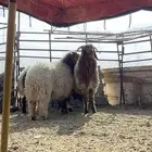 خرفان نعيم ذبايح