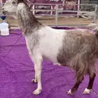 عنزين مميزات وجروم وديود كفو
