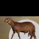 طليان سواكن مرابي ب 1250
