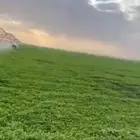 القرنيه مزرعه 20 هكتار برسيم حجازي مطلوب شريك الارض جاهزه عل