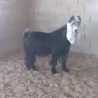 فحل عارضي صنف خصم
