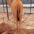 متوفر 2 قعود صومالي مرابي للبيع وزن تبارك الله