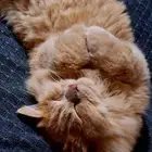 قط لي التبني