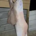 ذبايح