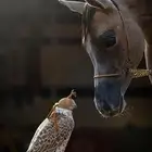 صقور اجار يومي