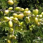 بذور شجرة الارقان النادرة شجرة الذهب السائل