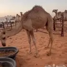 حاشي عمره 7 شهور