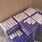 بيض بط بكيني