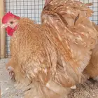 طقم كوشن أورنج ((( تم البيع )))