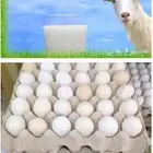 حليب ماعز ولبن وسمن بلدي