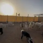معزا