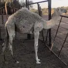 للبيع ثلاث قعدان طيبه الشملي