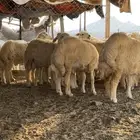ذبايح طليان ورخال درجه اولى