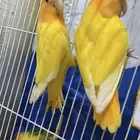 روز جوز منتج اورنج اوبلاين