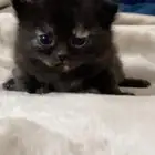 قطط سكوتش شيرازي