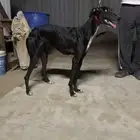 مطلوب سلوقي من اي مكان