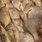 للبيع سمك وروبيان طازج