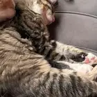 قطه لتبني الأحساء