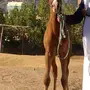 مهره اصيله
