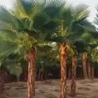 نخل واشنطني زينه واشنطونيا