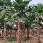 نخل واشنطن