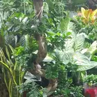 تنسيق حدائق landscape