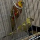 بركيت