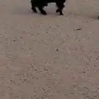 تيس عارضي فحل ثني مشروط