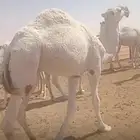 قعود حق. وبكرة مفرودة سمان