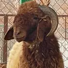 خروف نعيمي( مشروع فحل)  تم البيع