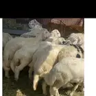 خرفان بلديات كرامات وثلاجه ويوجدتوصيل وسعرمناسب