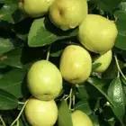 تطعيم اشجار وبيع شتلات سدر