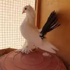 طبات جوا طبات تركي