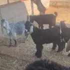 تيوس للبيع
