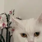قط ضائع