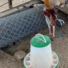 ديك باكستاني