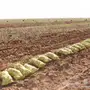 بطاطس 