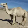 ناقتين خلفات للبيع