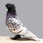 حمام بلندنيت فراشه