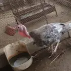 ديك رومي للبيع