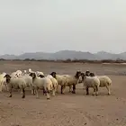 القويعيه
