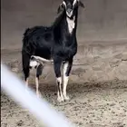 تيس احو