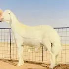 مشروع فحل حري فاخر