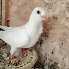فرخين بولندي